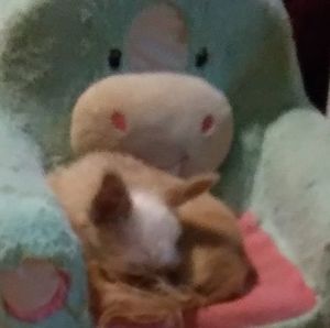 Meet your Posher, Stella